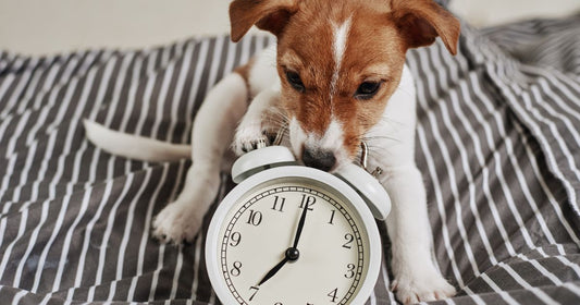 Perros y sus tiempos