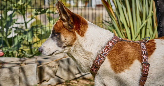 Collar o pechera: ¿Qué es mejor para el perro?