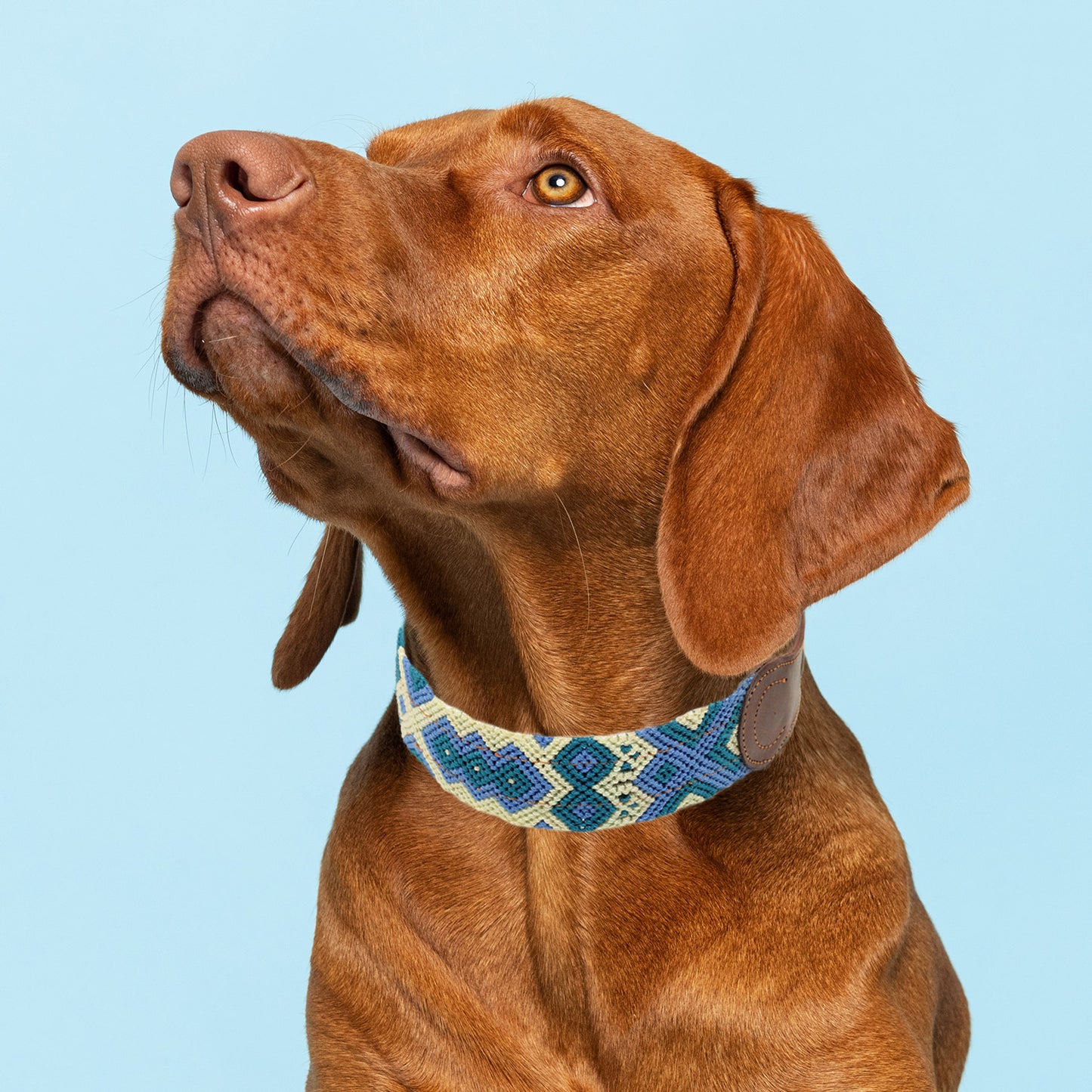 Collar "Scotty"